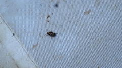 Ptinomorphus imperialis