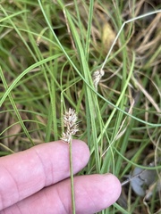 Carex leavenworthii