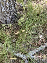 Carex leavenworthii, photograph (c) Sam Kieschnick, some rights reserved (CC BY)