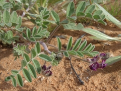 Astragalus sabulonum