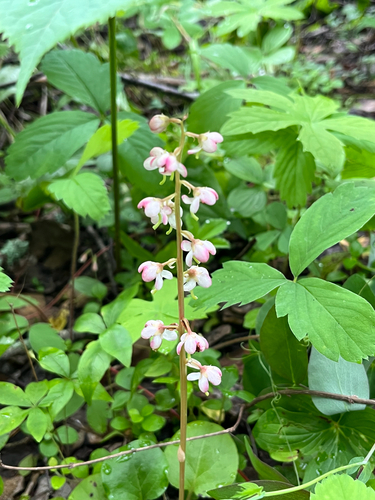 bog wintergreen