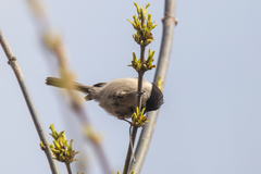 Poecile montanus uralensis