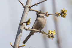 Poecile montanus uralensis