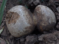 Pisolithus microcarpus
