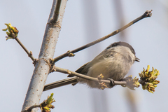 Poecile montanus uralensis