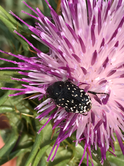Oxythyrea