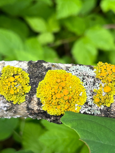 Poplar Sunburst Lichen