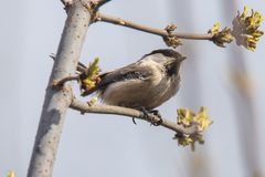 Poecile montanus uralensis