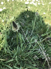Plantago lanceolata