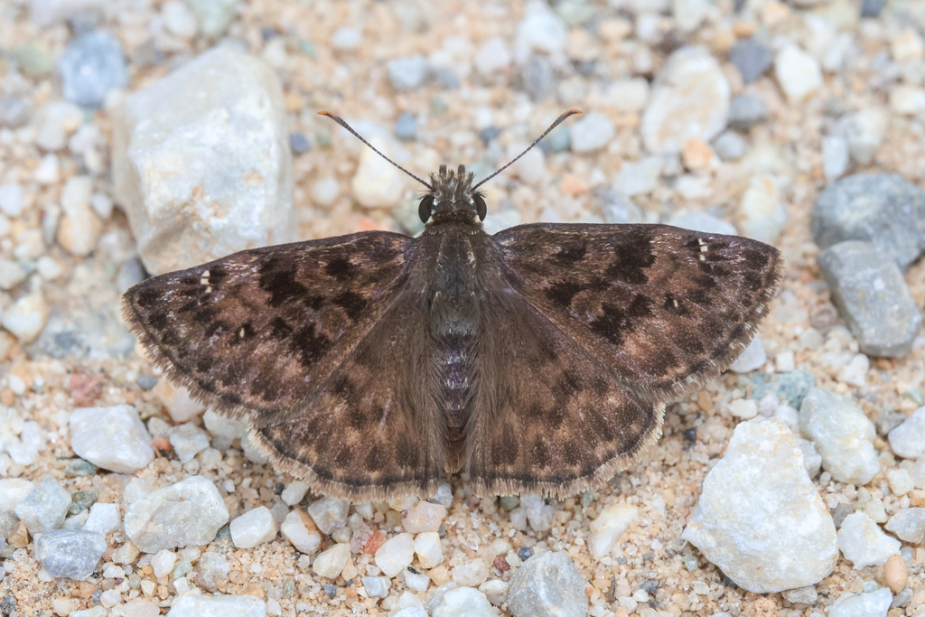 Mottled Duskywing