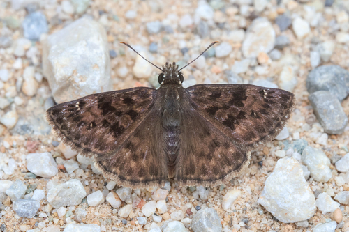 Mottled Duskywing