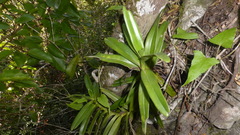 Cyrtorchis