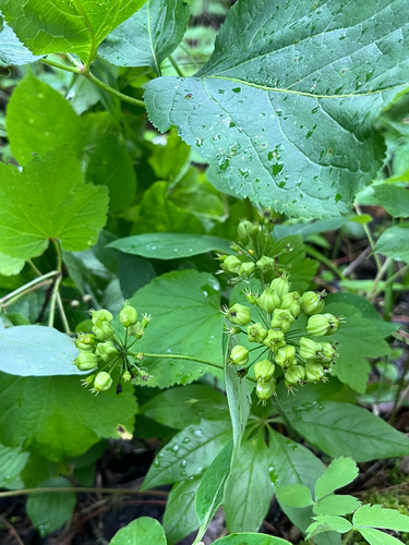 wild sarsaparilla