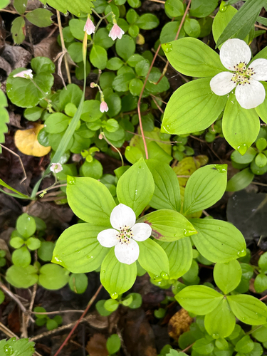 Canadian bunchberry