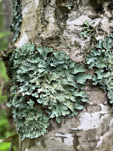 Netted shield lichen