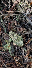 Cladonia humilis