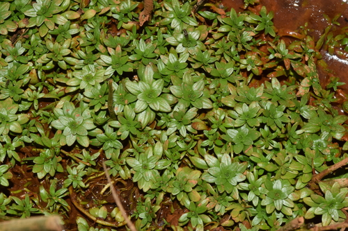 Blunt-fruited Water-starwort