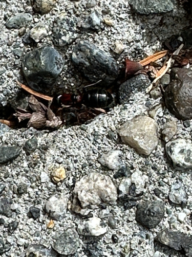 Western Black Carpenter Ant