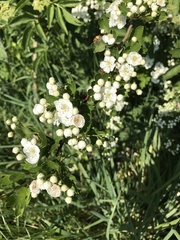 Crataegus
