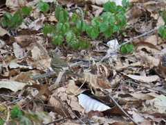 Anthus hodgsoni