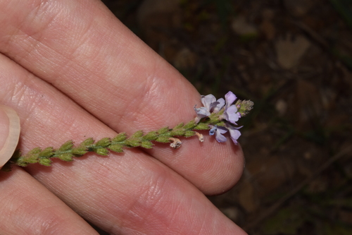 Common vervain