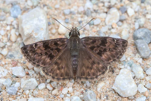 Mottled Duskywing photo 4