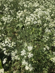 Anthriscus sylvestris