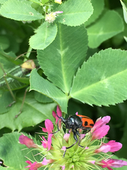 Labidostomis hebraea