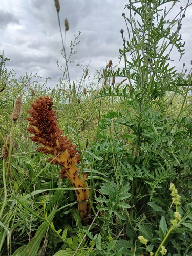 Orobanche elatior, photograph 2