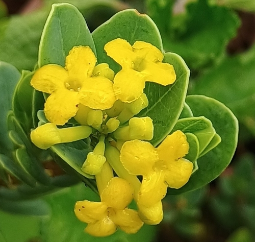 Wikstroemia uva-ursi observed 2026-07-04