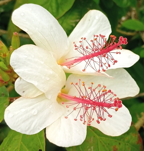 Hibiscus waimeae observed 2026-07-04