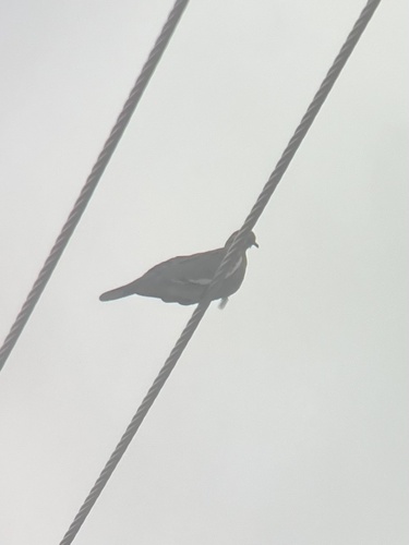 White-winged Dove