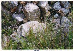 Arrhenatherum elatius