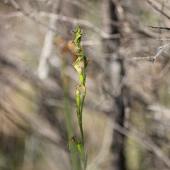 Pterostylis daintreana