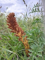 Orobanche elatior, photograph (c) gwynmwilliams, some rights reserved (CC BY)
