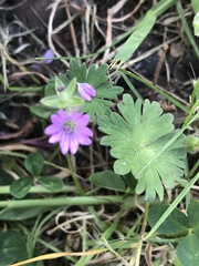 Geranium molle