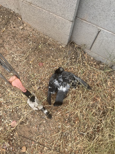 Feral Pigeon