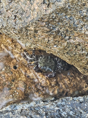 Marbled Crab