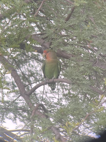 Rosy-faced Lovebird