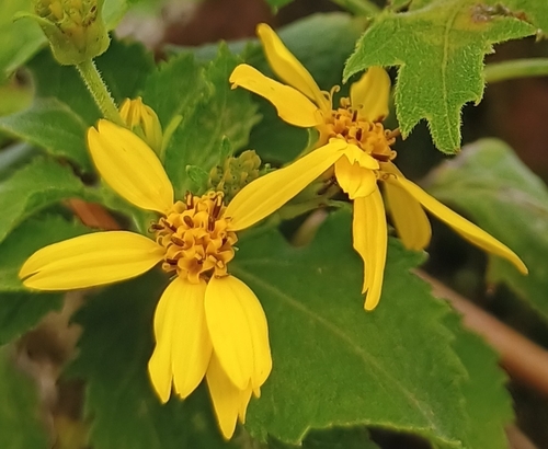 Lipochaeta connata observed 2026-07-04