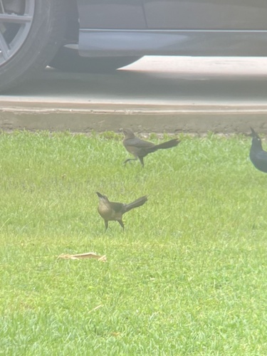 Great-tailed Grackle