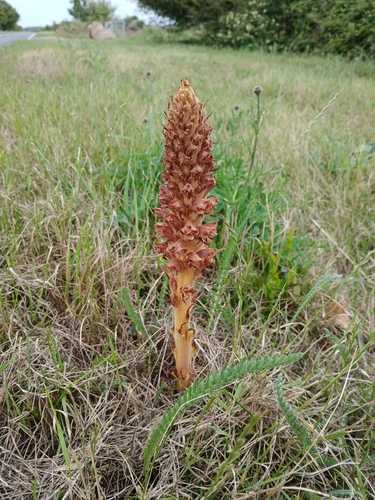 Orobanche elatior