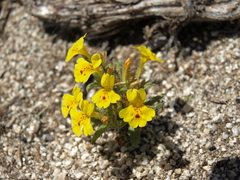 Erythranthe carsonensis