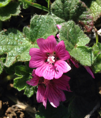 Sidalcea malviflora malviflora