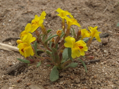 Erythranthe carsonensis