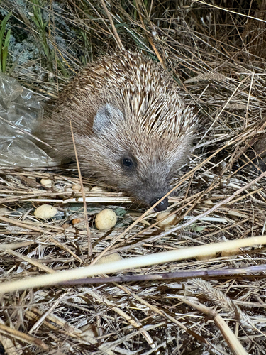 Northern White-breasted Hedgehog