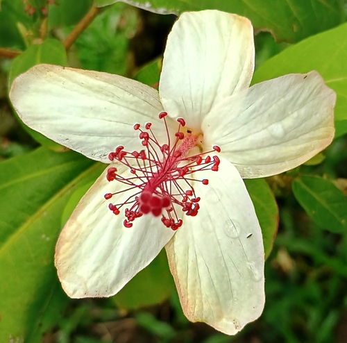 Hibiscus waimeae observed 2026-07-04
