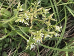 Stellaria media