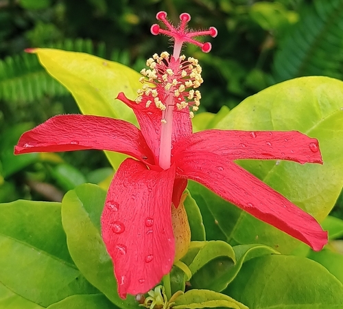 Hibiscus clayi, 2026-07-04