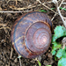 Bronze Shoulderband Snail - Photo (c) Matthew Zlatunich, some rights reserved (CC BY-NC), uploaded by Matthew Zlatunich